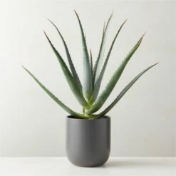 Faux Potted Aloe Vera Plant 26" - Realistic Home Decor for Modern Spaces