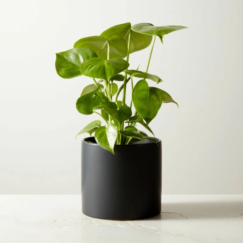 Live Monstera Plant in 6" Black Ceramic Pot – Stylish Home Accessory
