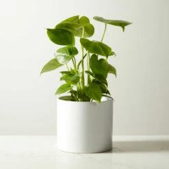 Live Monstera Plant in 6" White Ceramic Pot – Perfect Indoor Decor for Home Accessories