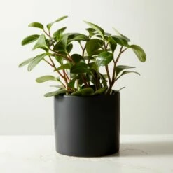 Live Peperomia Obtusifolia 6" in Ceramic Black Pot - Perfect Home Accessory
