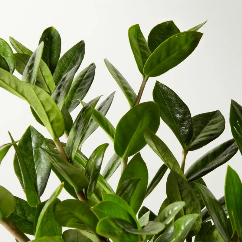 Live Zanzibar Gem ZZ Plant 6" in White Ceramic Pot - Perfect Indoor Plant for Home - Image 2