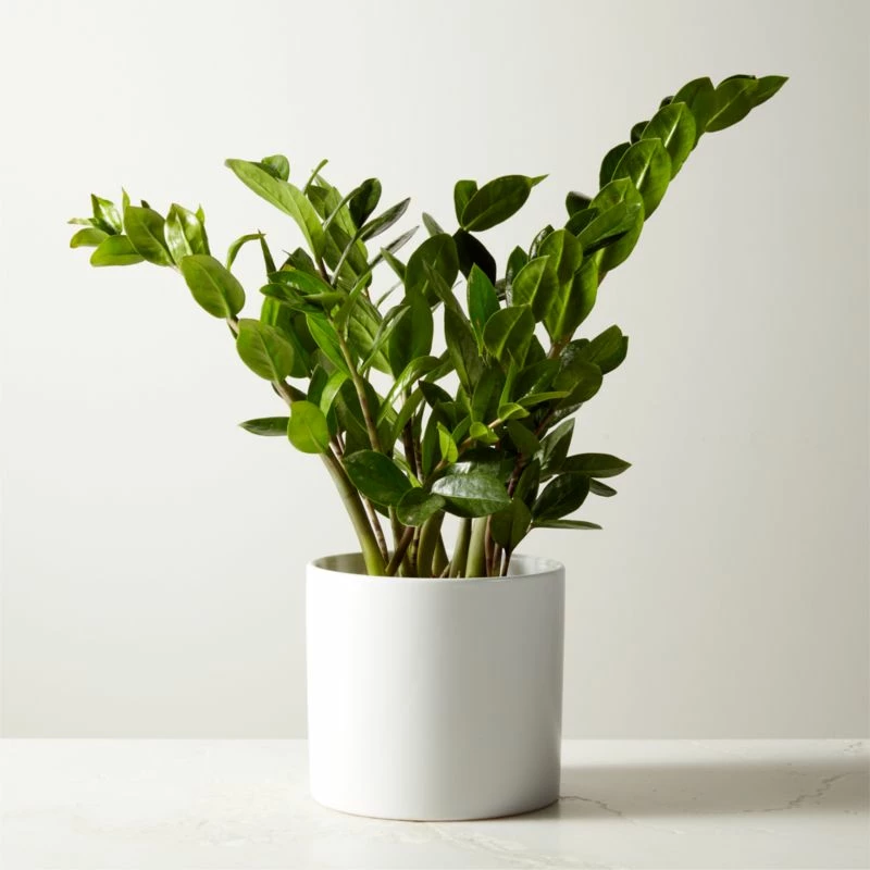 Live Zanzibar Gem ZZ Plant 6" in White Ceramic Pot - Perfect Indoor Plant for Home